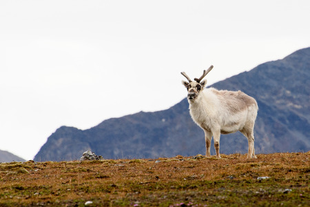 Svalbard reindeer in Spitzbergenの写真素材