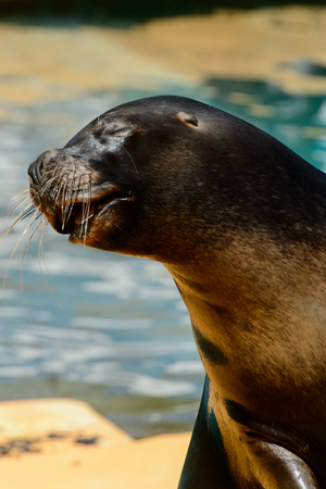 Close up of the Patagonian sea lion in the zooの写真素材