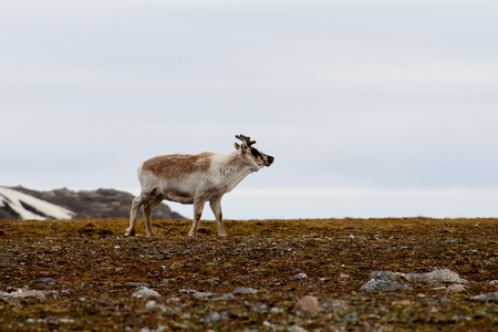Svalbard reindeer in Spitzbergenの写真素材
