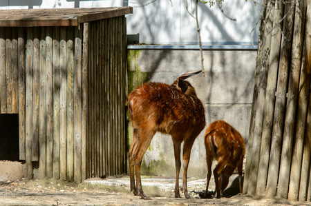 Young deer in the zooの写真素材