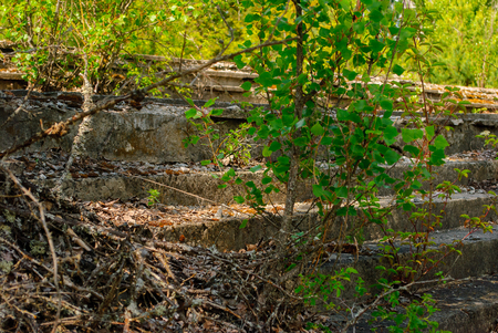 Trees grow just in the centre of Pripyat, a ghost town in northern Ukraine, evacuated the day after the Chernobyl disaster on April 26, 1986の写真素材