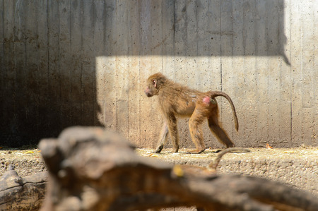 Baboon on the rock in the zoo