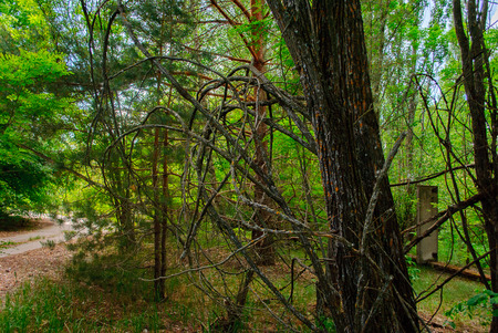 Trees grown throught the fence in Pripyat, a ghost town in northern Ukraine, evacuated the day after the Chernobyl disaster on April 26, 1986の写真素材