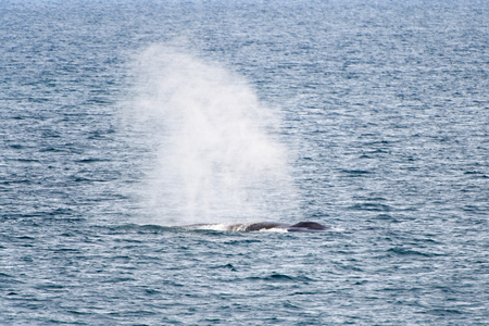 Whale in the waterの写真素材