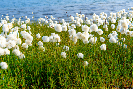 Flowers and nature of Icelandの写真素材