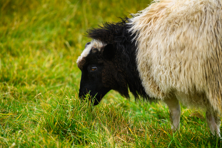 Sheep on the grass, Faroe Islands.の写真素材
