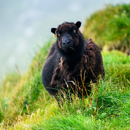 Sheep on the grass, Faroe Islands.の写真素材