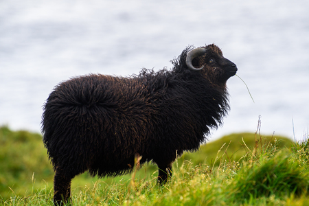 Sheep on the grass, Faroe Islands.の写真素材