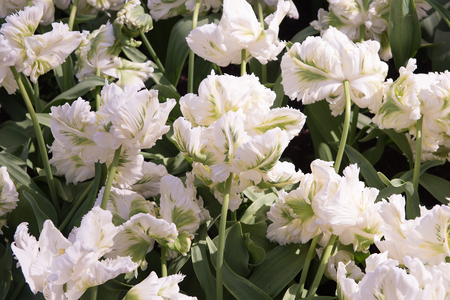 Spring flowers in the Keukenhof park in Netherlandsの写真素材