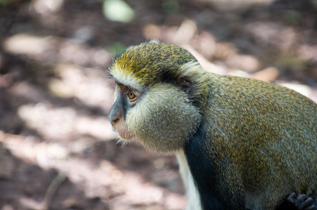 Cercopithecus mona, Ghanaian monkey close up