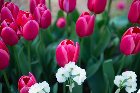 Violet tulips in the Keukenhof park in Netherlandsの写真素材