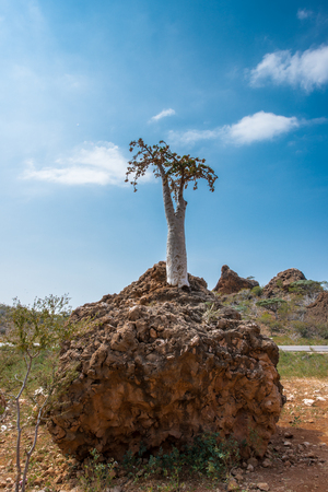 Dragon tree and nature of Socotra Islandの写真素材