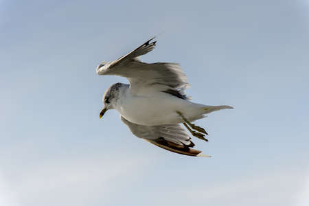 Little bird flyes in the skyの写真素材