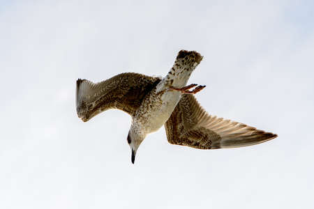Sea gull flyes in the skyの写真素材