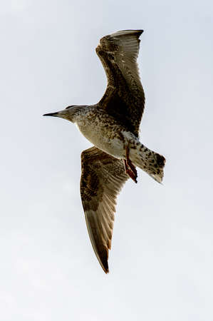 Sea gull flyes in the skyの写真素材