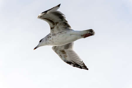 Little bird flyes in the skyの写真素材