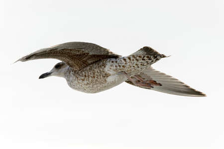Little bird flyes in the skyの写真素材