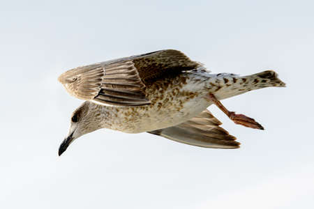 Sea gull flyes in the skyの写真素材