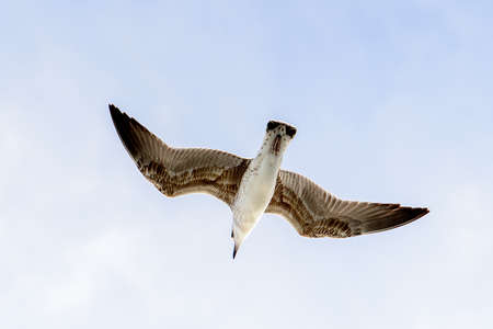 Sea gull flyes in the skyの写真素材