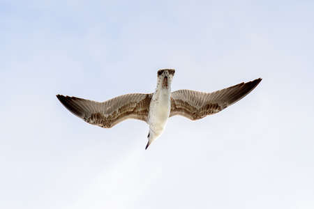 Sea gull flyes in the skyの写真素材