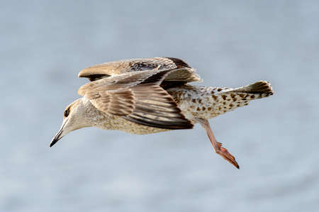 Little bird flyes in the skyの写真素材