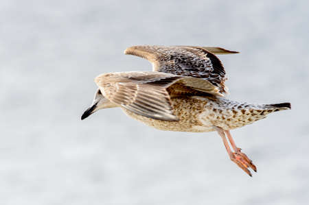 Little bird flyes in the skyの写真素材