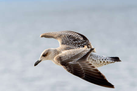 Little bird flyes in the skyの写真素材