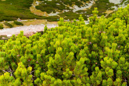 Nature of the High Tatra Mountains (Vysoke Tatry) a mountain range along the border of Slovakia and Polandの写真素材