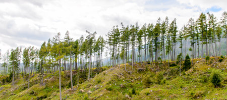 Beautiful nature of the High Tatra Mountains (Vysoke Tatry) a mountain range along the border of Slovakia and Polandの写真素材