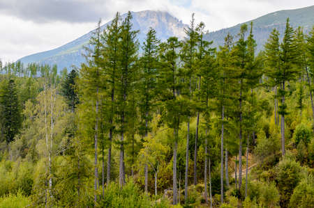 Beautiful nature of the High Tatra Mountains (Vysoke Tatry) a mountain range along the border of Slovakia and Polandの写真素材