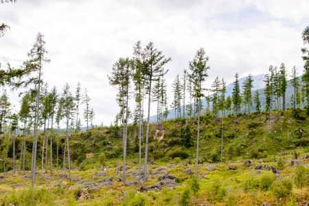 Beautiful nature of the High Tatra Mountains (Vysoke Tatry) a mountain range along the border of Slovakia and Polandの写真素材