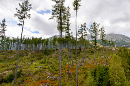 Beautiful nature of the High Tatra Mountains (Vysoke Tatry) a mountain range along the border of...