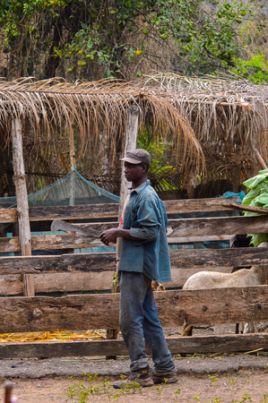 KUMASI, GHANA - Jan 16, 2017: Unidentified Ghanaian man feeds his animals with tree leaves. People of Ghana suffer of poverty due to the bad economyのeditorial素材