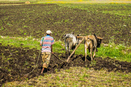 OMO, ETHIOPIA - SEPTEMBER 21, 2011: Unidentified Ethiopian man and the cows. People in Ethiopia...