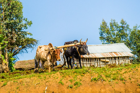OMO, ETHIOPIA - SEPTEMBER 21, 2011: Unidentified Ethiopian woman and the cows. People in Ethiopia suffer of poverty due to the unstable situationのeditorial素材