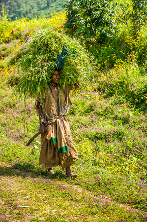 OMO, ETHIOPIA - SEPTEMBER 19, 2011: Unidentified Ethiopian woman carries grass on her head. People...