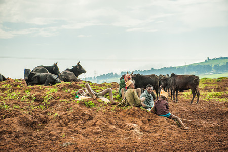 OMO, ETHIOPIA - SEPTEMBER 19, 2011: Unidentified Ethiopian people with cows in the field. People in Ethiopia suffer of poverty due to the unstable situationのeditorial素材