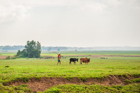 OMO, ETHIOPIA - SEPTEMBER 19, 2011: Unidentified Ethiopian woman works in the field. People in Ethiopia suffer of poverty due to the unstable situationのeditorial素材