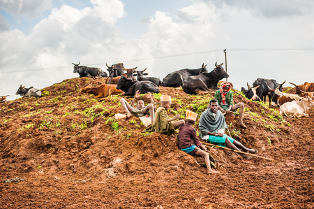 OMO, ETHIOPIA - SEPTEMBER 19, 2011: Unidentified Ethiopian people with cows in the field. People in Ethiopia suffer of poverty due to the unstable situationのeditorial素材