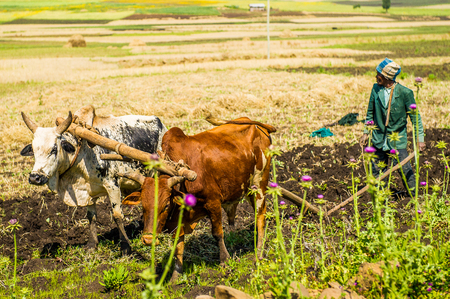 OMO, ETHIOPIA - SEPTEMBER 21, 2011: Unidentified Ethiopian woman and the cows in the street. People in Ethiopia suffer of poverty due to the unstable situationのeditorial素材