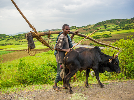 OMO, ETHIOPIA - SEPTEMBER 21, 2011: Unidentified Ethiopian man walks with a cow. People in Ethiopia suffer of poverty due to the unstable situationのeditorial素材