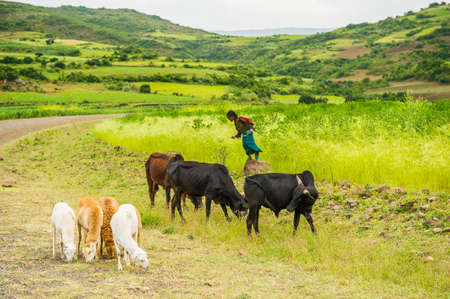 OMO, ETHIOPIA - SEPTEMBER 21, 2011: Unidentified Ethiopian girl with cows and ram. People in Ethiopia suffer of poverty due to the unstable situationのeditorial素材