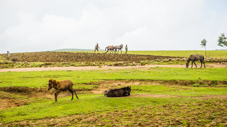 OMO, ETHIOPIA - SEPTEMBER 21, 2011: Unidentified Ethiopian people and horses in the field. People in...
