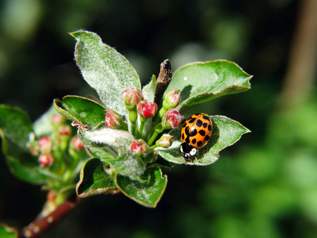 Ladybug on a apple leaveの写真素材