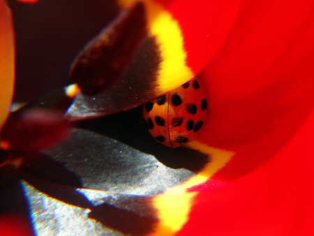 Ladybug on a red tulipの写真素材