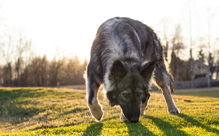 German Shepherd posing for the cameraの写真素材