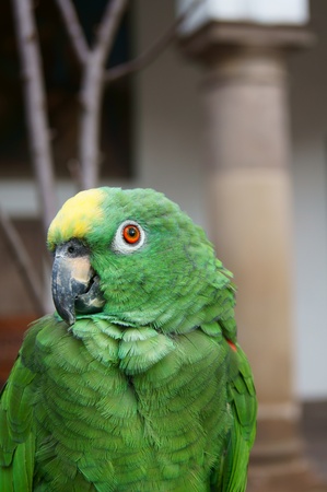 Yellow-crowned Amazon Parrotの写真素材