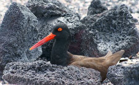 American Oystercatcher in the Galapagos