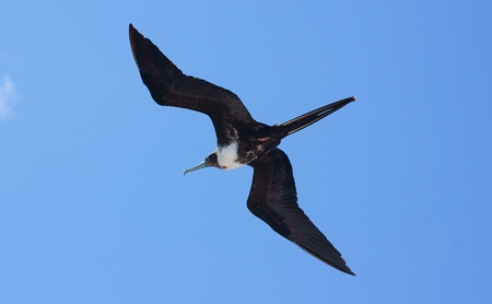 Magnificent Frigatebird in the Galapagos, Ecuadorの写真素材
