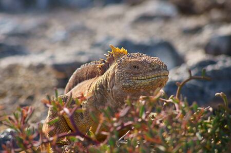 Galapagos Land Iguana on Fernandina Island in the Galapagos, Ecuadorの写真素材